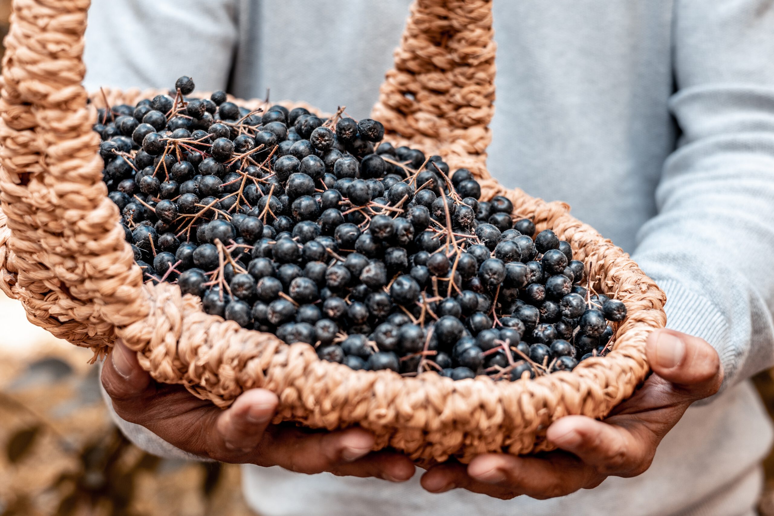 Harvest of ripe berries