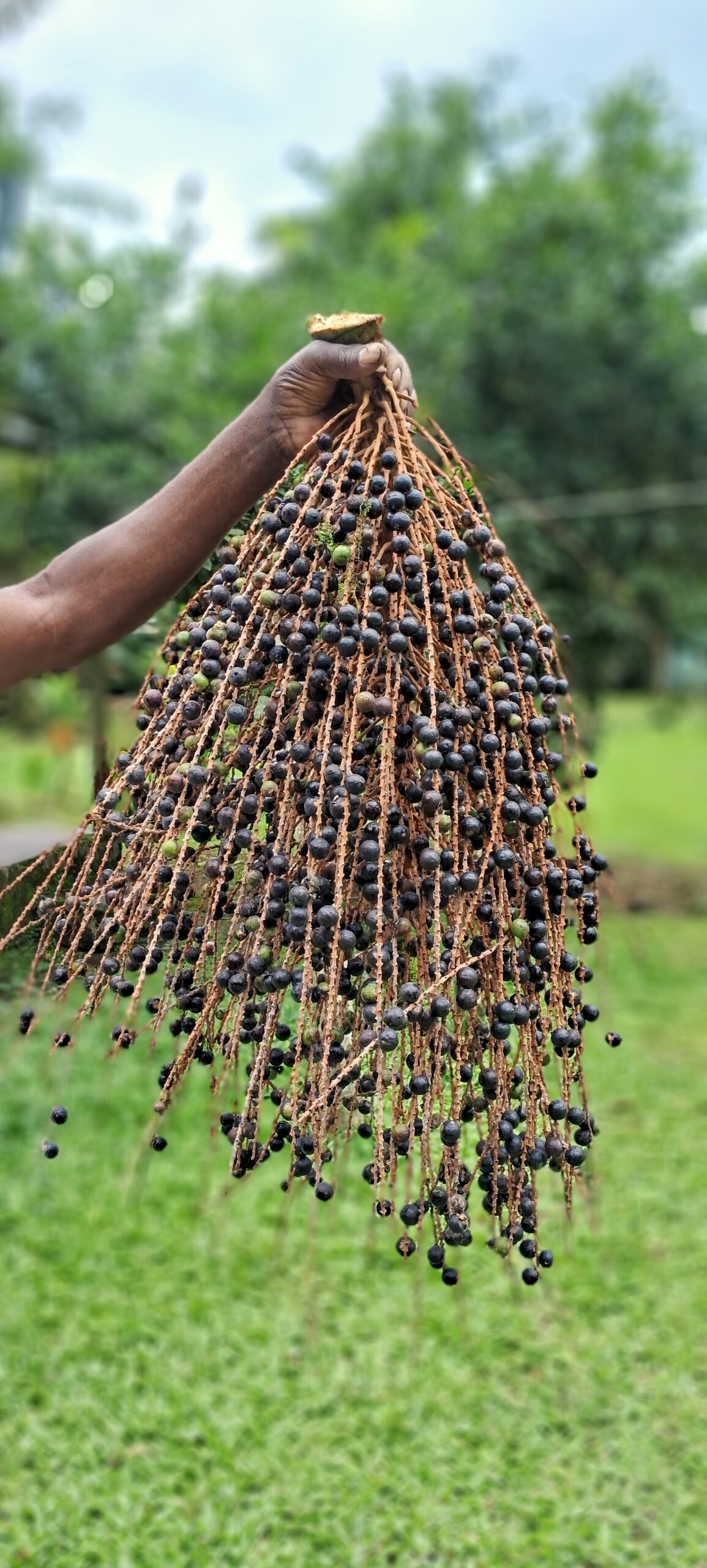Açaí berries Atlantic Forest
